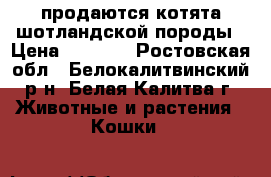 продаются котята шотландской породы › Цена ­ 1 500 - Ростовская обл., Белокалитвинский р-н, Белая Калитва г. Животные и растения » Кошки   